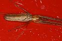 Tetragnatha_montana_D4842_Z_89_Les Gris_Frankrijk